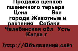 Продажа щенков пшеничного терьера › Цена ­ 30 000 - Все города Животные и растения » Собаки   . Челябинская обл.,Усть-Катав г.